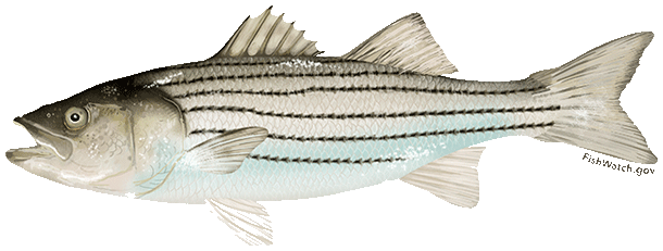 Striped Bass